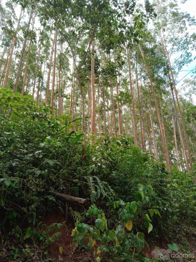 Venta de Terreno Agrícola 32.41 ha en Villa Rica - Oxapampa