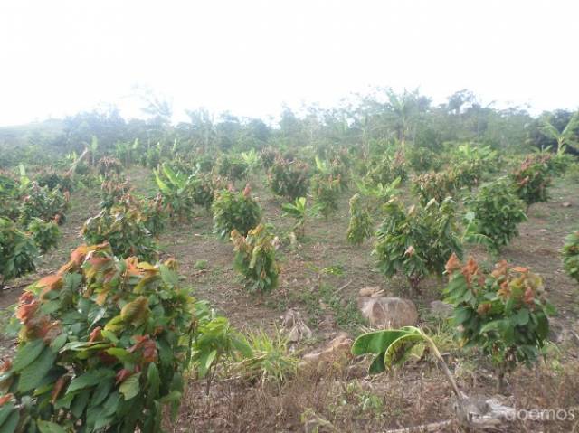 Finca en Venta con producción de Cacao y Frutales