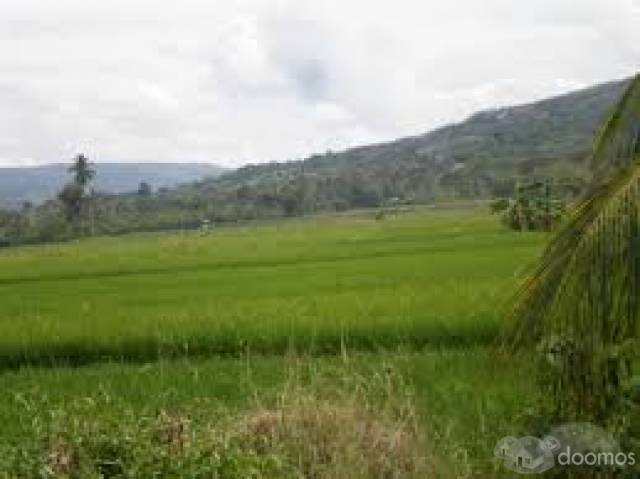 venta de terreno para cultivo de arroz