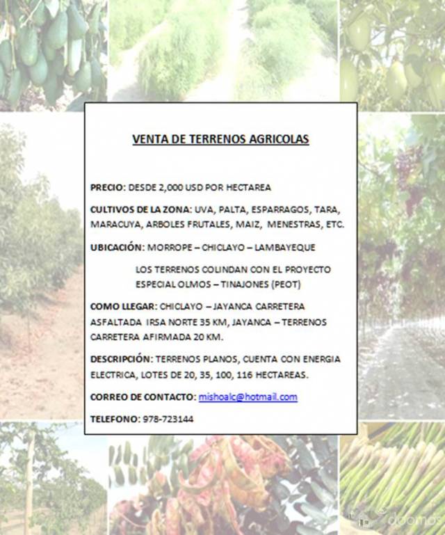 GRAN OCASION - VENTA DE TERRENOS AGRICOLAS JAYANCA-LAMBAYEQUE ( COLINDA CON PROYECTO OLMOS)